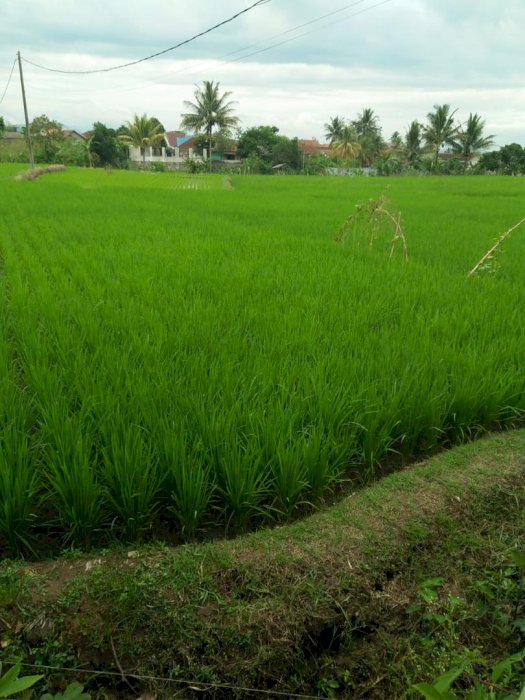 Tanah di Karangtengah Cianjur