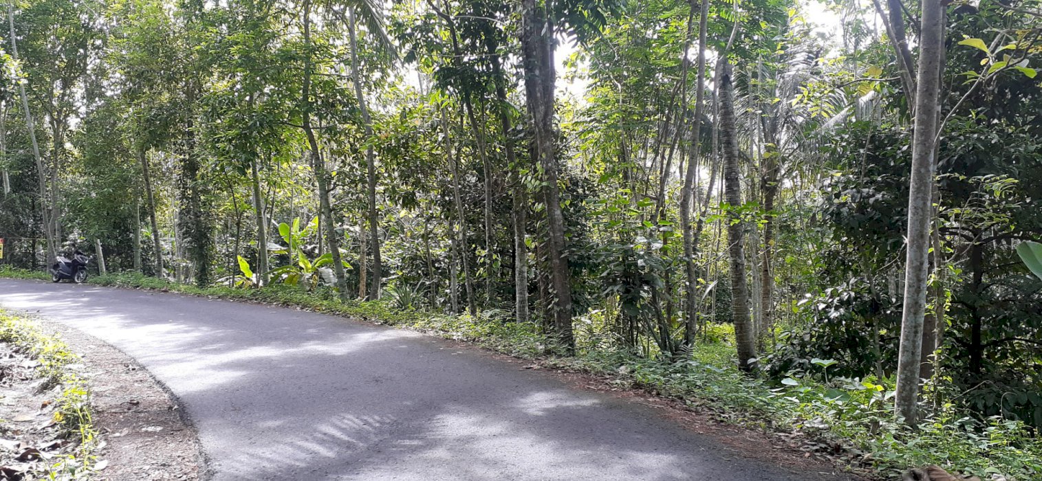 Di jual tanah/kebun manggis dan banyak pohon lainnya