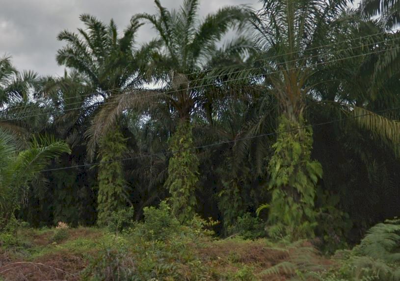 Dijual Kebun Sawit Luas 28.362 Hektar Bukit Payung Riau