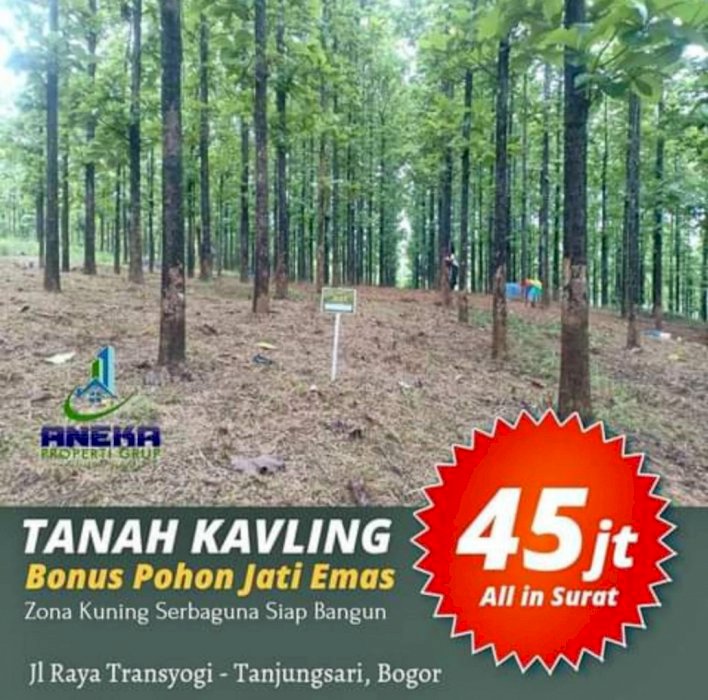 JUAL TANAH PINGGIR JALAN UTAMA TRANSYOGI BESERTA POHON JATI SIAP PANEN