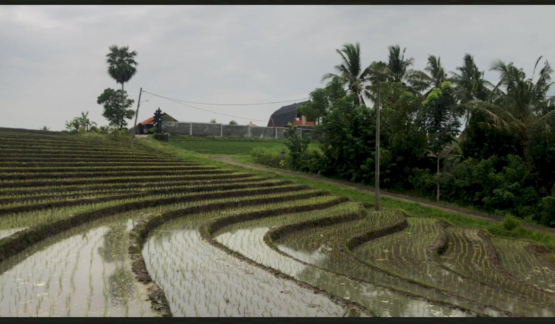 Dijual tanah murah loss sungai tabanan dekat pantai beraban