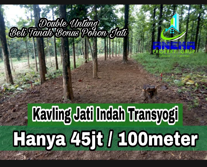 KAVLING TANAH MURAH DI BOGOR BESERTA POHON JATI FREE PERAWATAN