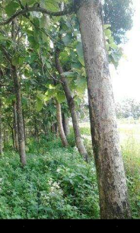 Tanah Plus Jati Kalijambe Sragen