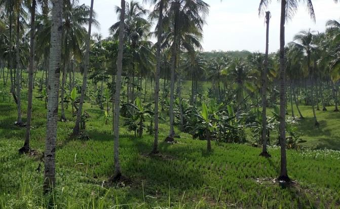 Dijual Tanah Diagrabinta Cianjur Selatan Jawa Barat
