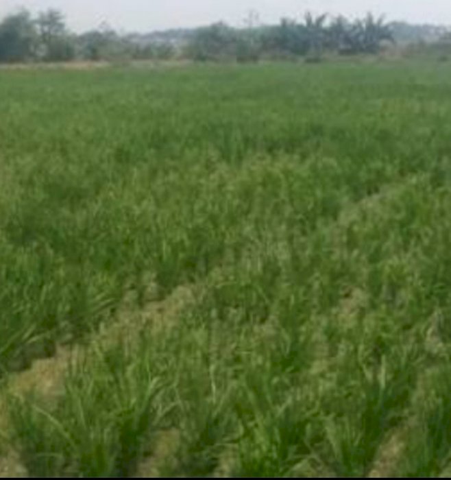 Dijual Cepat Sawah Produktif Rancaekek Bandung