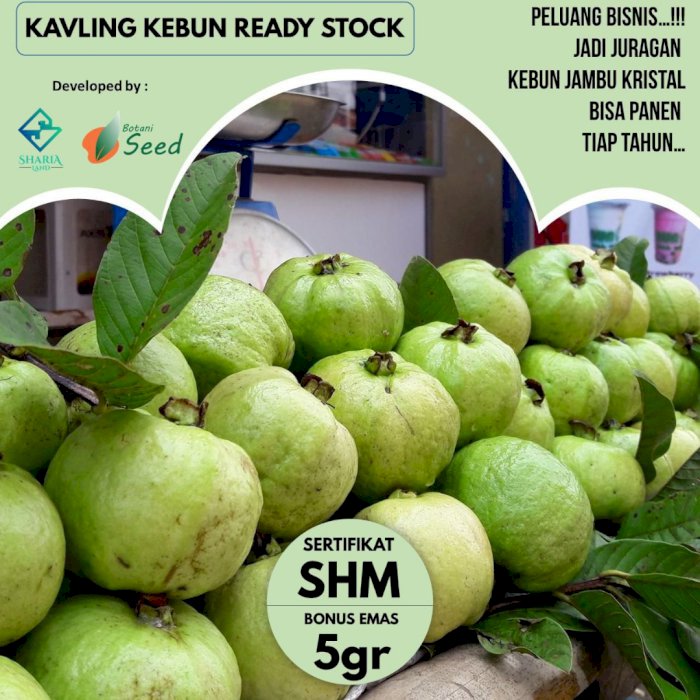 BELI KAVLING TUNGGU PANEN (Untung Banget)