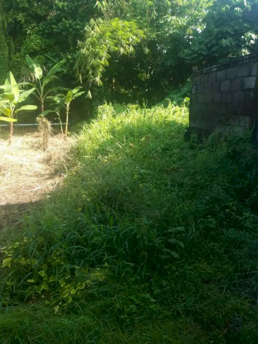 Tanah murah buc 1,5 are di jln cekomaria