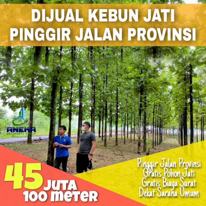 DIJUAL KEBON JATI PINGGIR JALAN PROVINSI JATI I INDAH TRANSYOGI BOGOR