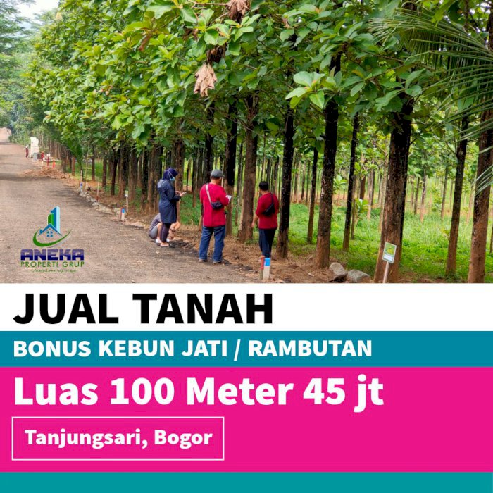 JUAL TANAH MURAH BONUS POHON JATI EMAS SIAP PANEN BISA DIBANGUN