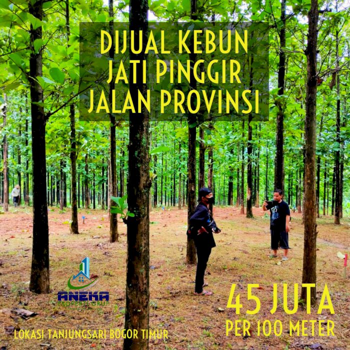 KEBUN JATI DIJUAL MURAH PINGGIR JALAN PROVINSI DEKAT RENCANA JALAN TOL