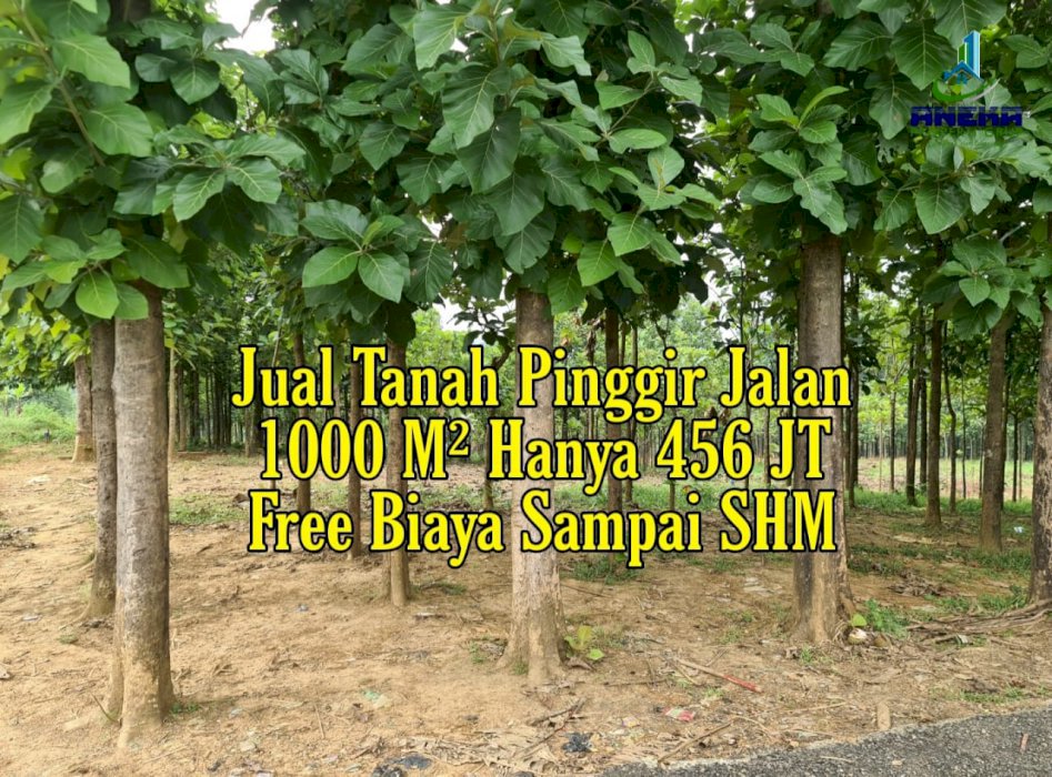 JUAL TANAH 1000 METER SHM NEMPEL JALAN PROPINSI BONUS POHON JATI BESAR