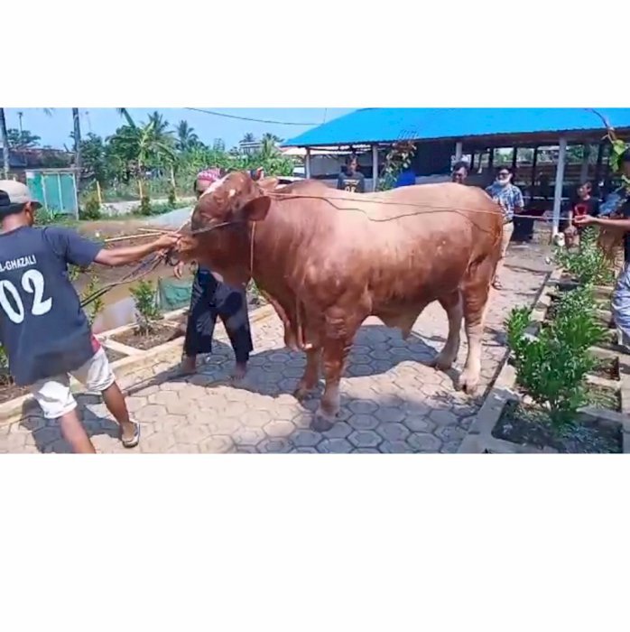 Jual kandang sapi siap pakai