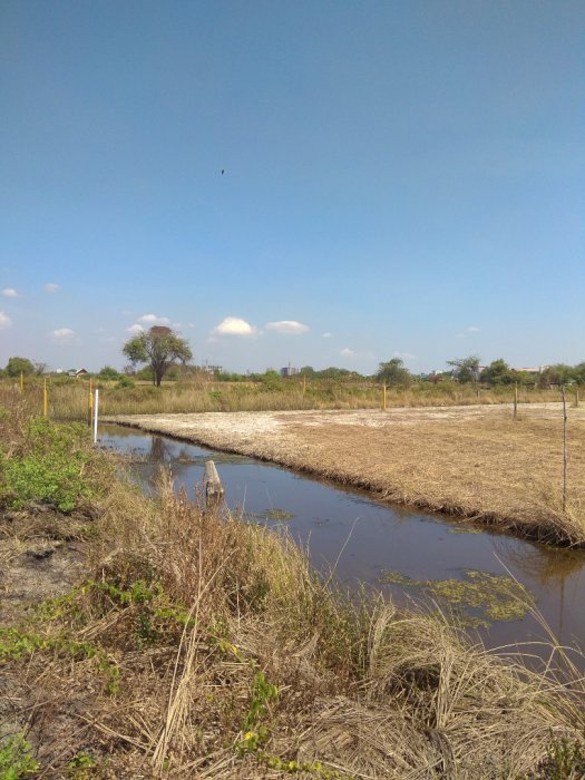Tanah Kavling Murah Tambakrejo - Waru - Pondok Candra - Sidoarjo - Juanda