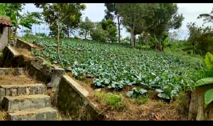 Dijual Tanah Daerah Cipanas