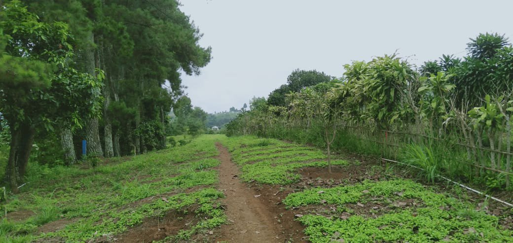 Dijual Tanah Bekas Kebun Alpukat