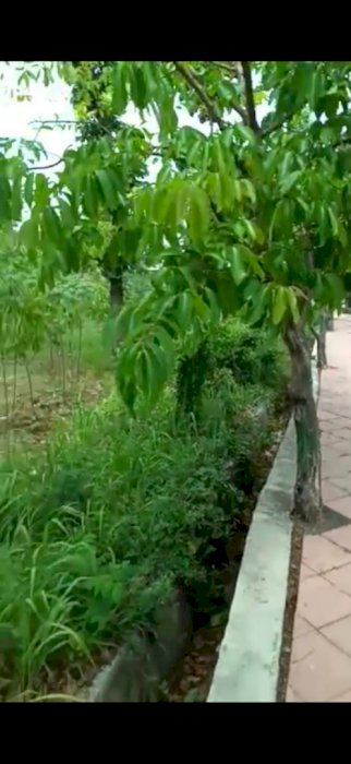 Dijual tanah kota Magelang