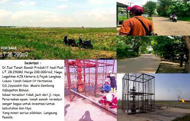 TANAH SAWAH PRODUKTIF