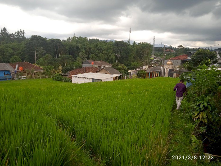 Jual Tanah Sawah Di Megamendung Bogor