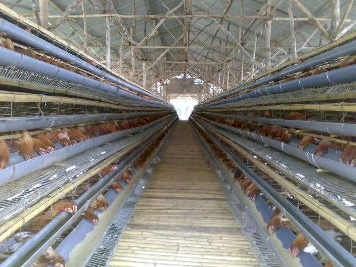 Dijual lahan kandang ayam produaktif di bogor