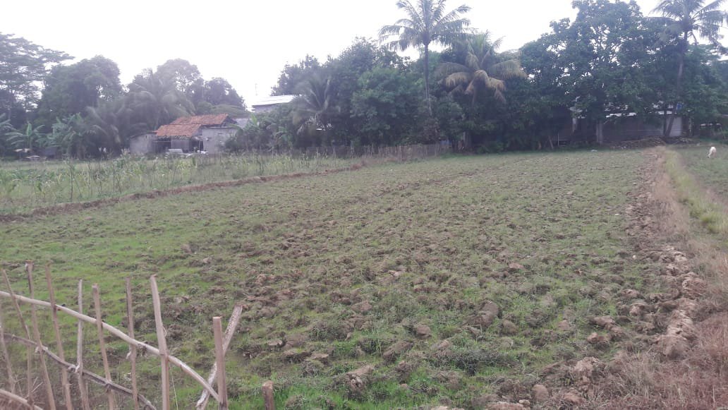Dijual lahan sawah di citeureup,bogor