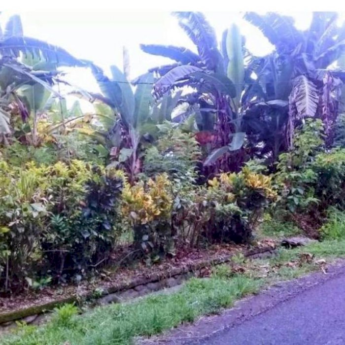 Dijual tanah 10 Are di Desa Tuwed