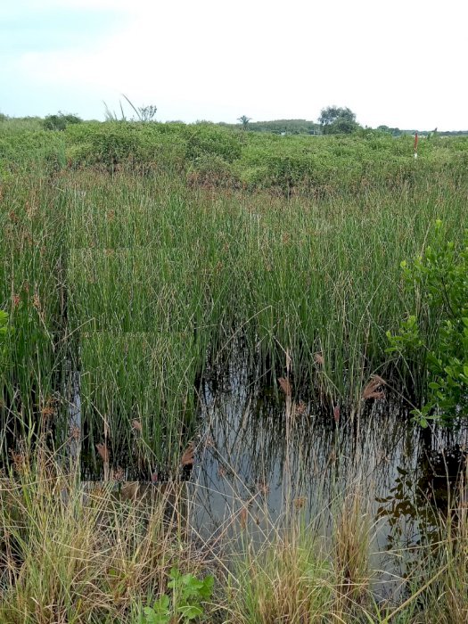 tanah dekat kampus universitas Pembangunan Surabaya murah