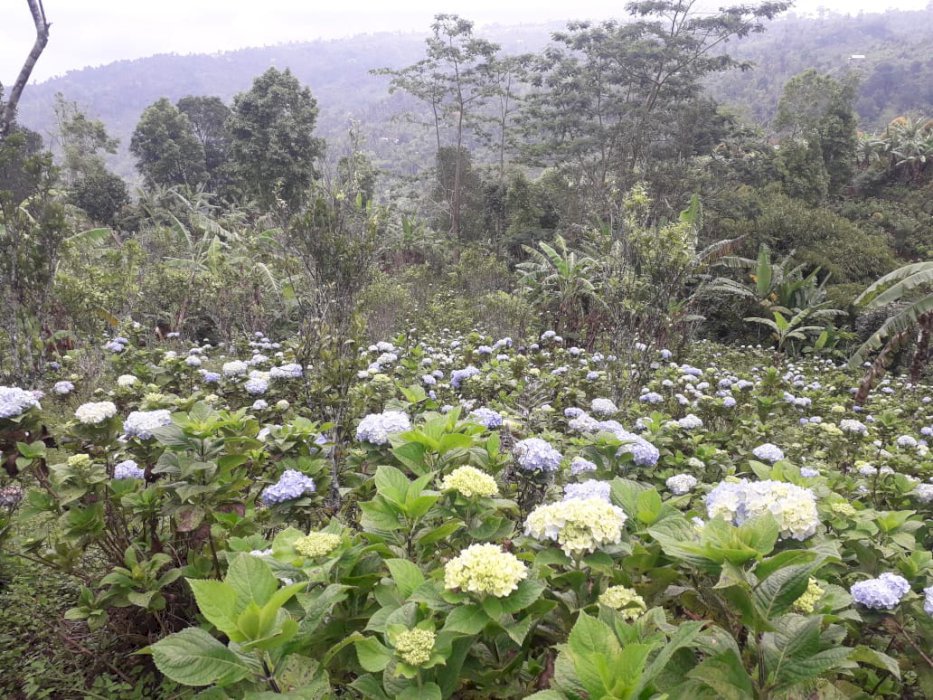 Lahan Perkebunan Asah Munduk, Buleleng Bali Utara