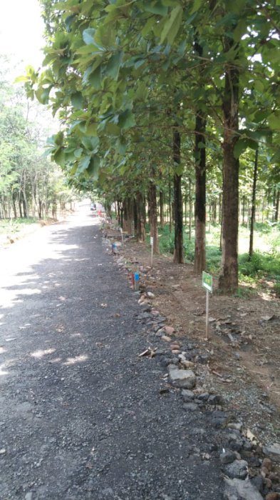 Di jual cepat tanah bonus pohon jati emas