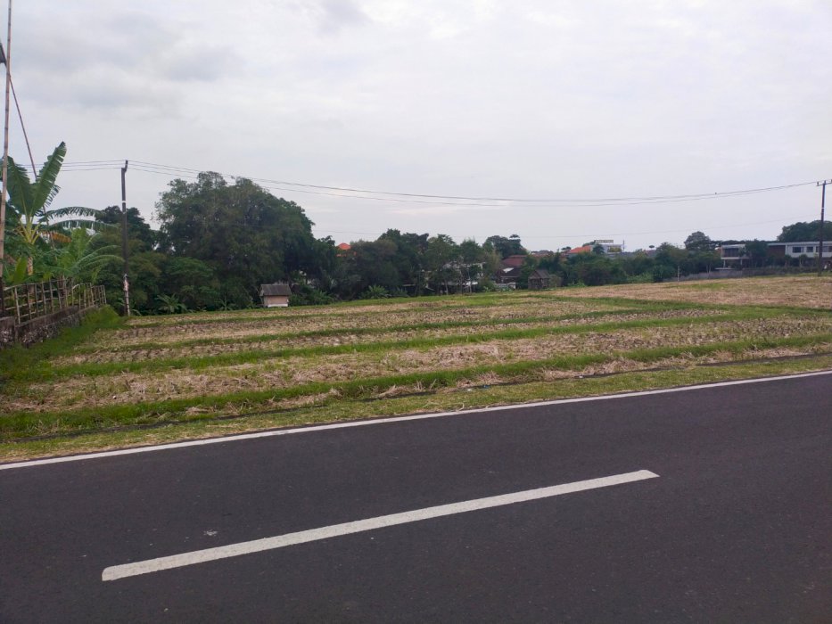 Disewakan tanah 25 are canggu