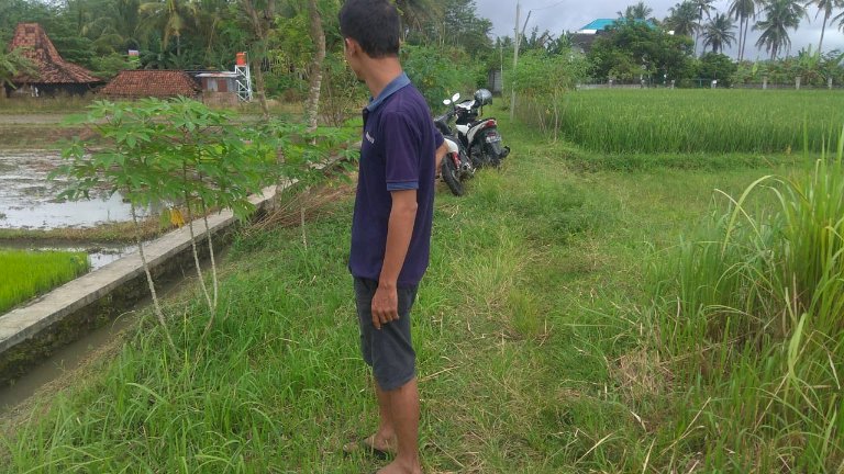 Sawah murah jln godean deket joglo gatak