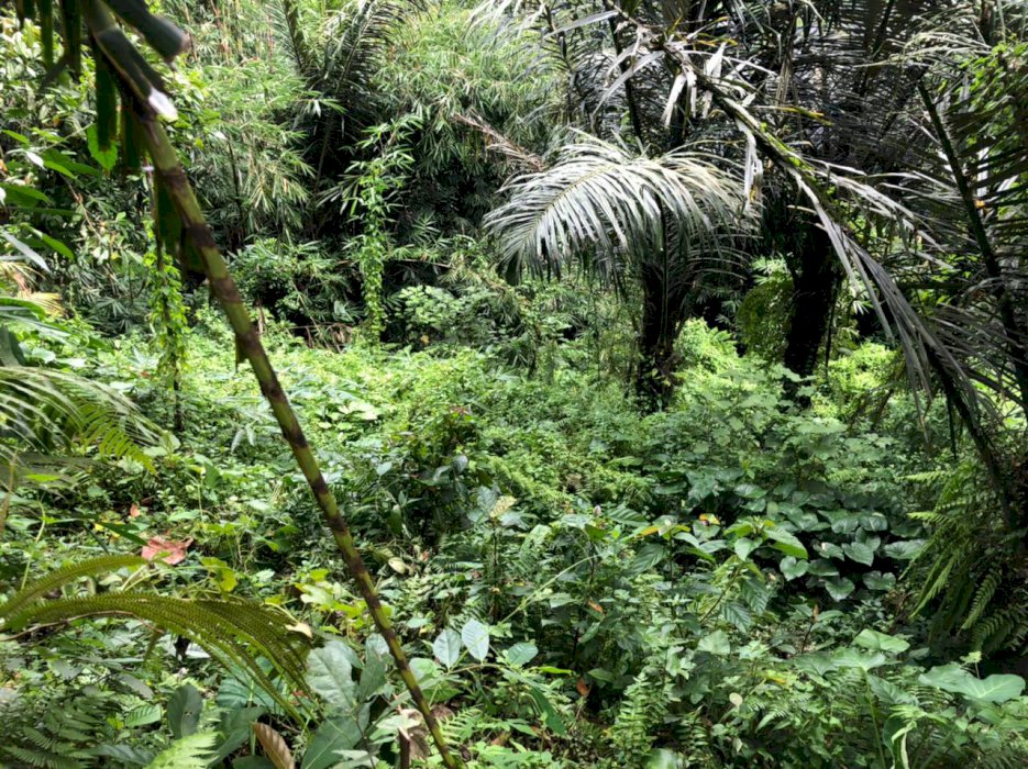 Land For Sale, Located at Tegallalang Rice Terrace