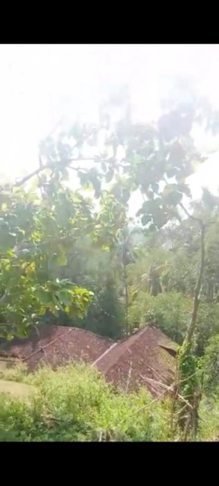 Kebun durian murah kulon progo sangat bagus buat investasi