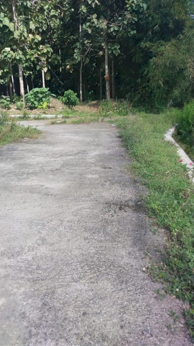 Tanah murah pemandangn sawah deket jln raya wates magelang