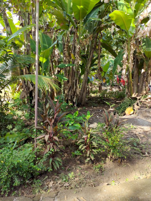 Tanah murah deket jln godean minggir sleman