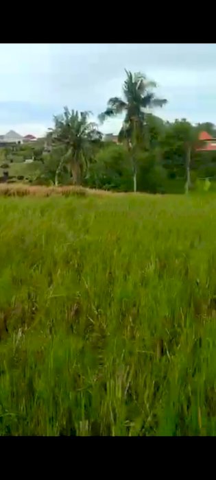 JUAL TANAH CANGGU PADANG LINJONG ITR KUNING