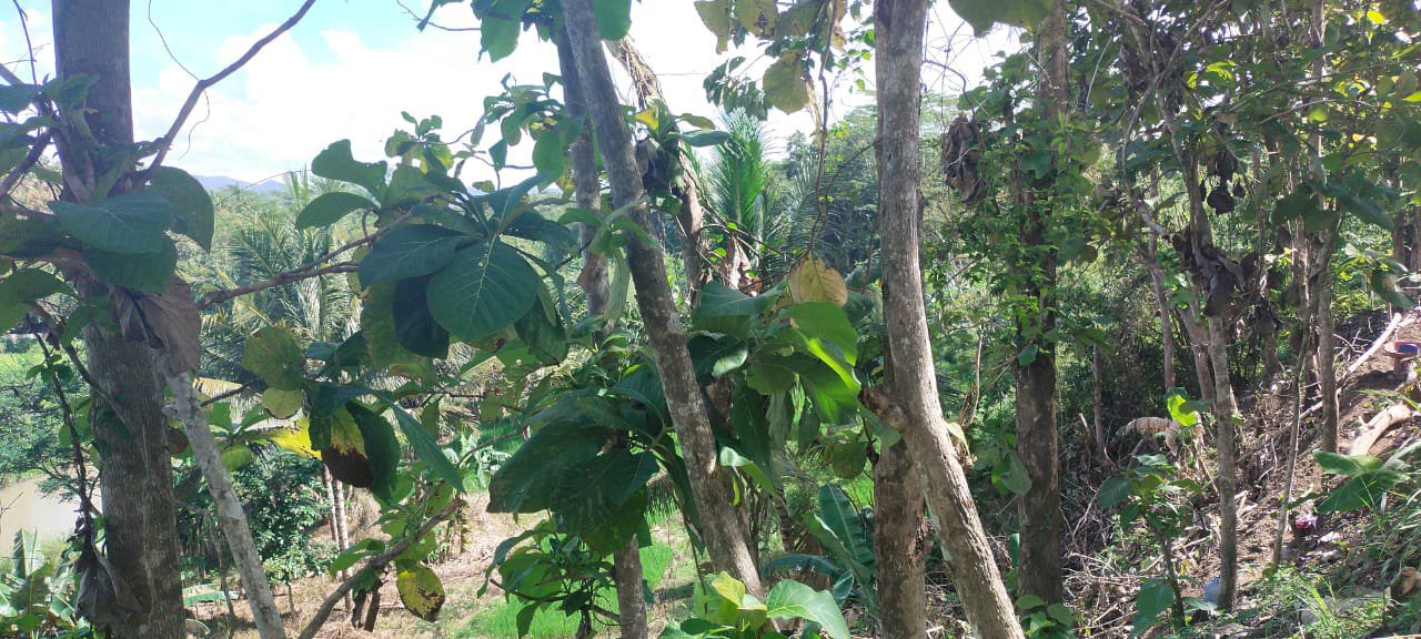 Sawah murah pinggir kali deket jln raya wates magelang