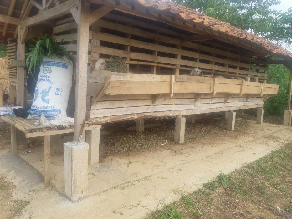 Kavling Domba Madani Farm