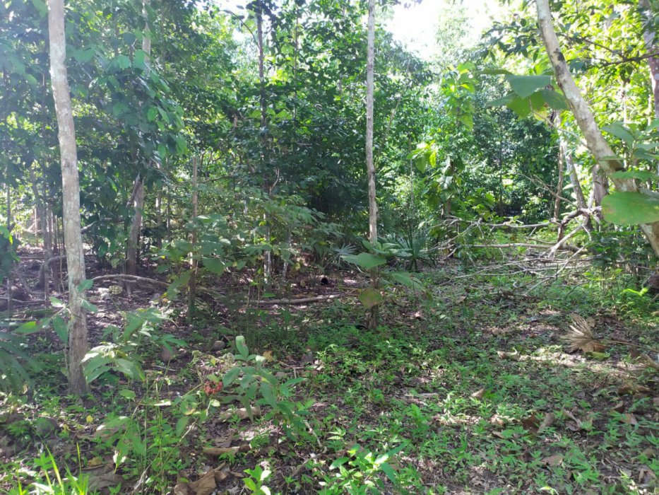 Tanah murah deket calon pemda baru