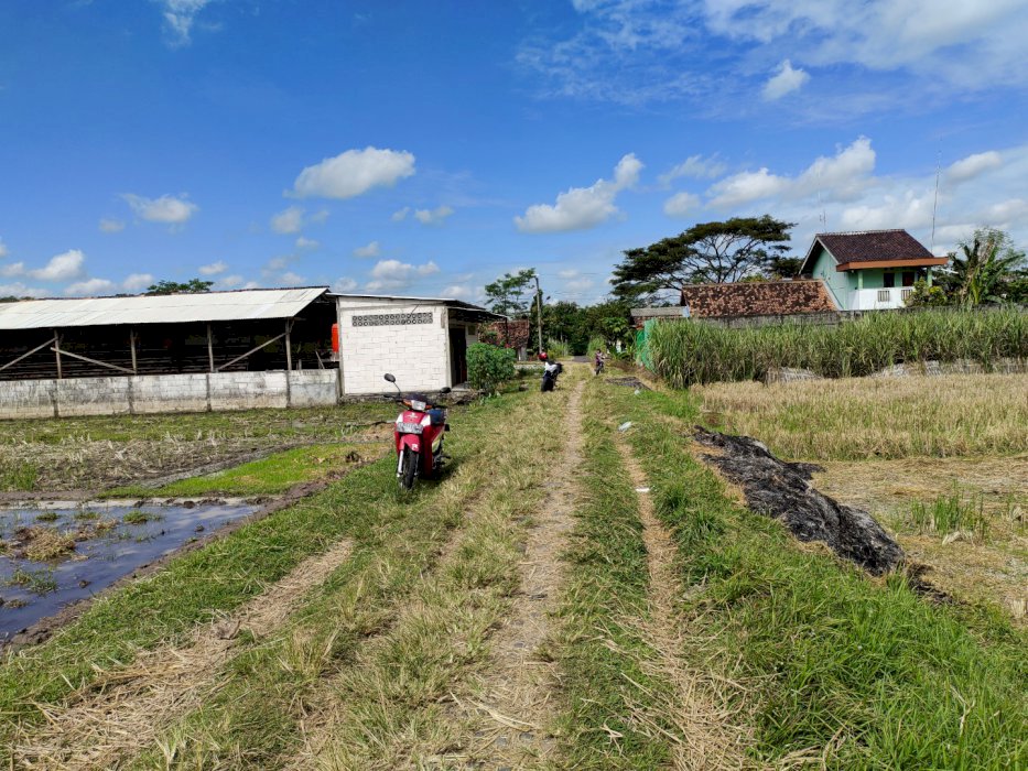 Sawah murah jln godean pemandangan gunung merapi
