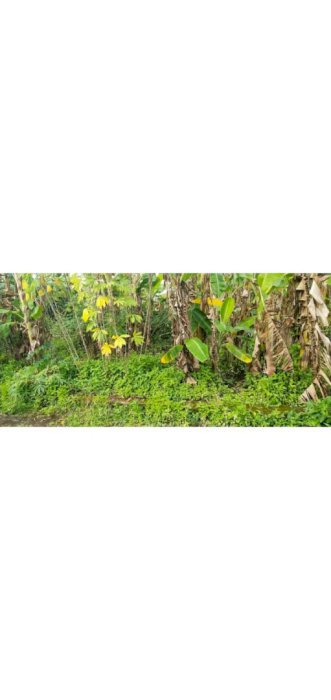 Land for sale at buduk 200sqm