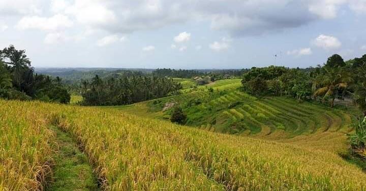 LAND VIEW RICE FIELD AND MONTAIN VIEW IN TABANAN 20 ARE