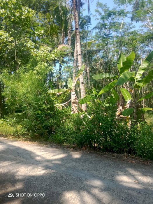 Tanah murah deket jln raya dendeles jalur selatan