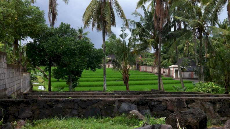 RICE FIELD VIEW LAND IN PERERENAN 2,6 ARE