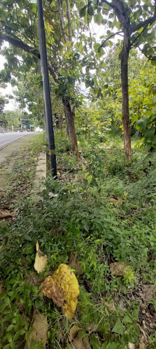 Di jual tanah pinggir jln utama
