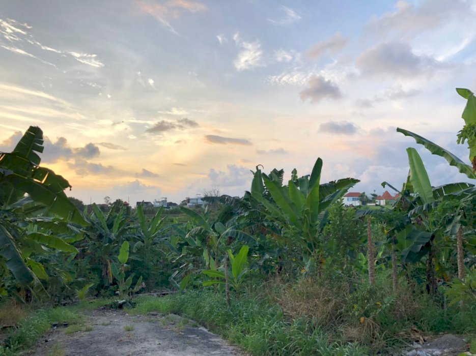 Land For Sale at canggu (Near Tamora Gallery)