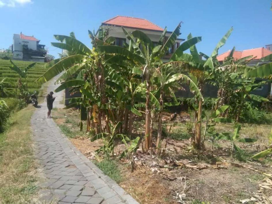 Dijual tanah 5 are lokasi canggu