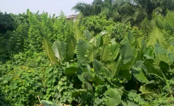 TANAH DI MERANTI, TALANGSARI