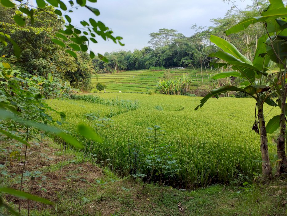 Sawah murah deket kecamatan nanggulan