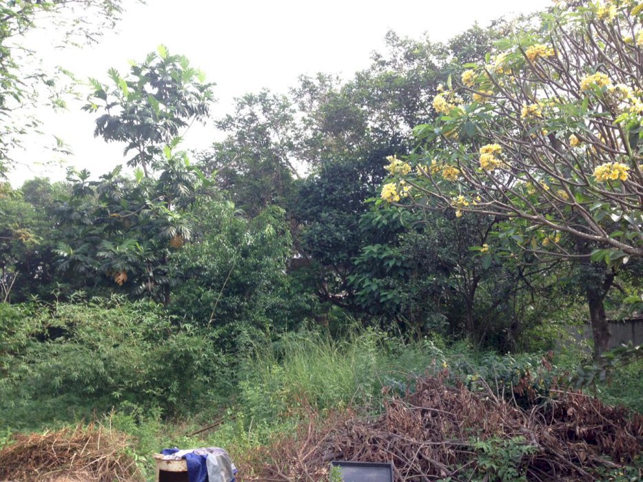 Tanah berikut bangunan rumah, dan kafe