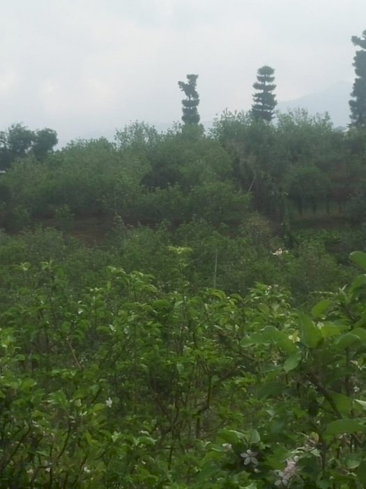 Dijual Cepat Kebun Apel Aktif  Jln Raya Arjuno. Batu - Malang